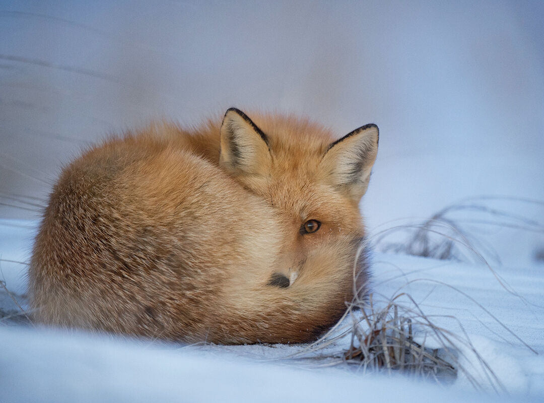 Renard - Image libre de droits