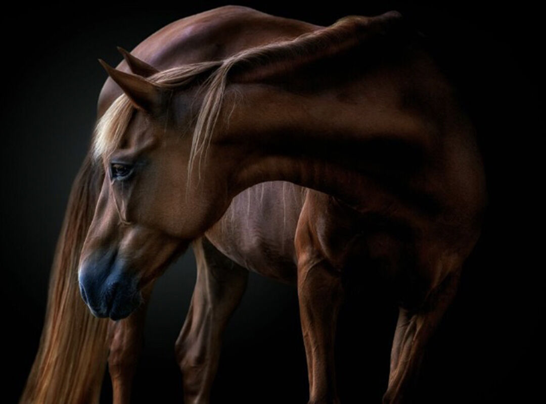 Pedro Jarque Krebs, Equus &copy;Yellow Korner