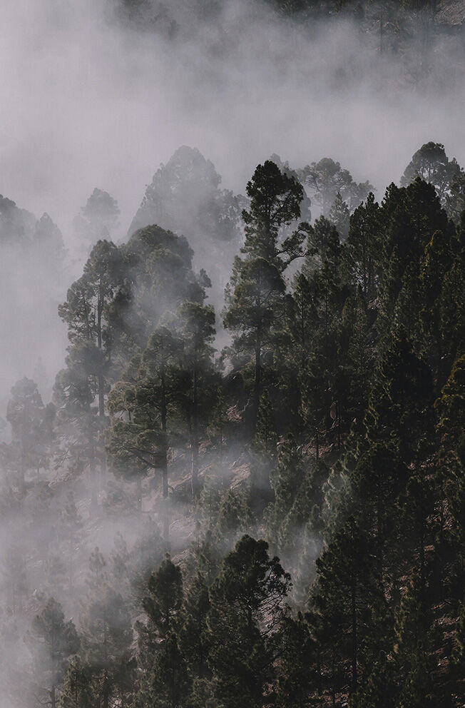 Forest - royalty-free photo