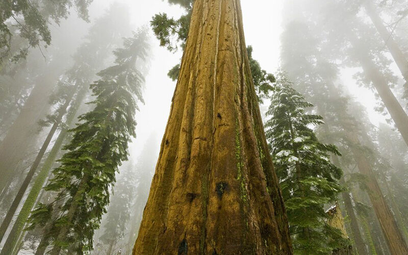 John Eastcott & Yva Momatiuk, Sequoïa In Fog © Yellow Korner