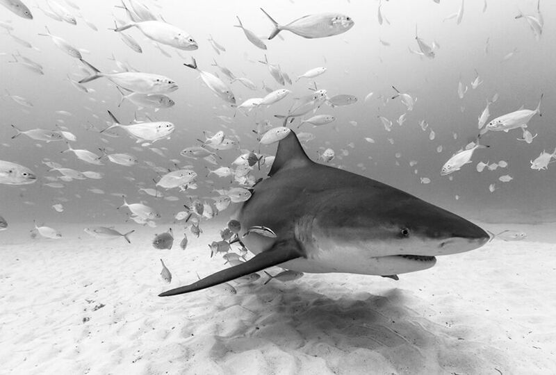 Christian Vizl, Bull Shark at Playa &copy; Yellow Korner