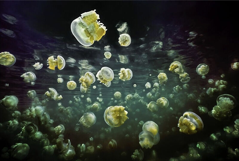 &copy; David Hall, Jellyfish Lake Palau &copy; Yellow Korner