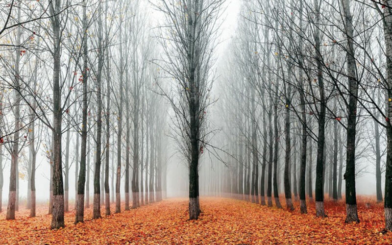 Evgeni Dinev, First in the Line © Yellow Korner