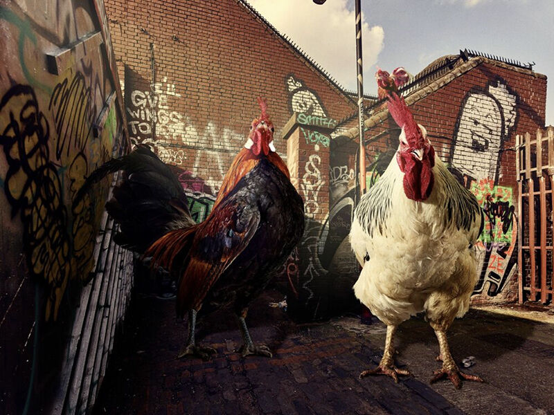 Graham Tooby, Back Street Birds &copy; Yellow Korner