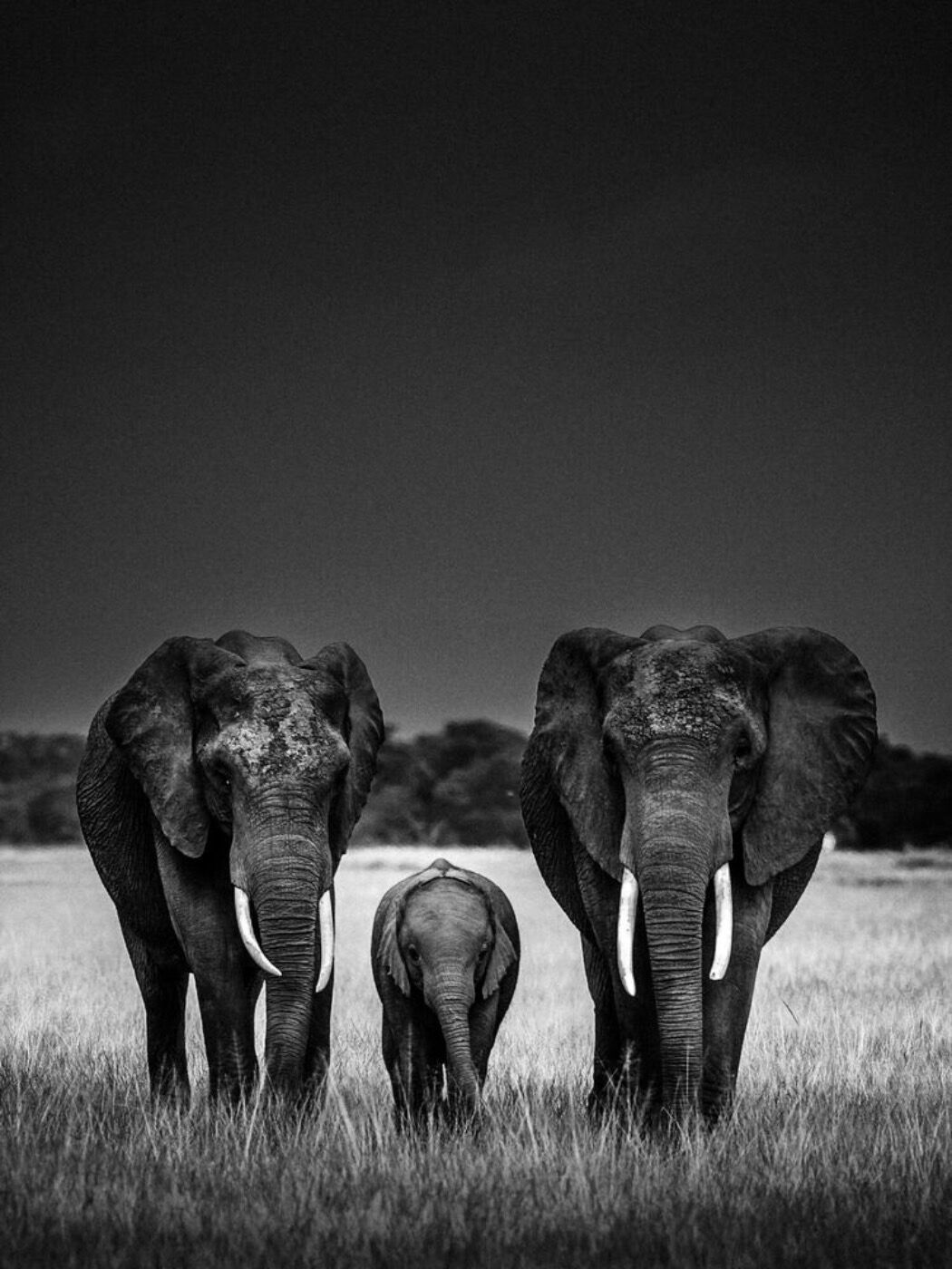Laurent Baheux, Body Guards &copy; Yellow Korner