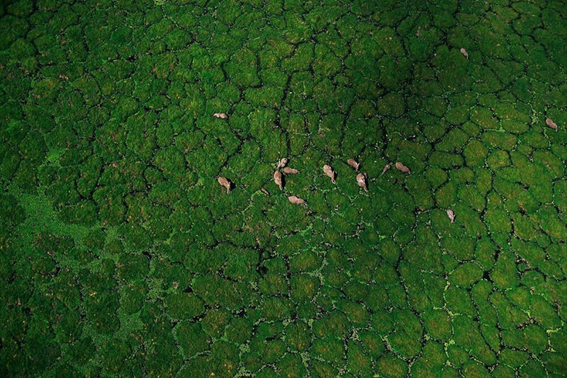 Patrick de Wilde, Comme un puzzle d&rsquo;herbes &copy; Yellow Korner